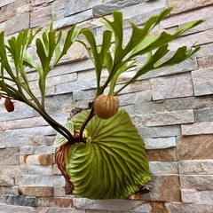 P.ridleyi wild_リドレイ ワイルド◇ ビカクシダ 大きめサイズ