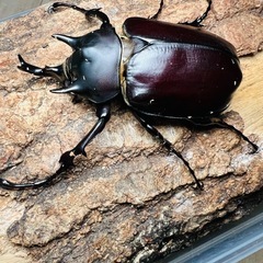 レックスゾウカブト (アクティオンゾウカブト) ♂単品　同腹125.1mmの画像