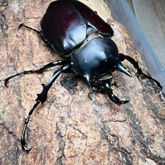 レックスゾウカブト (アクティオンゾウカブト) ♂単品　同腹125.1mmの画像