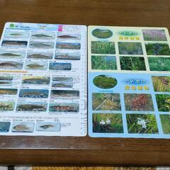 下敷き図鑑 田んぼの生き物＆植物 2枚セット