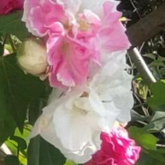 植物　花　苗　ガーデニング　酔芙蓉