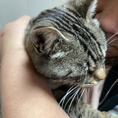 大人しいキジトラ