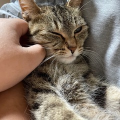 キジトラ人懐っこい猫ちゃん