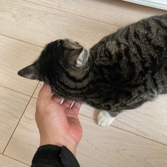 甘えん坊なキジトラ