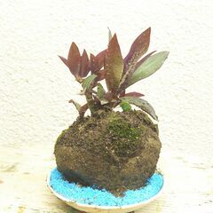 石付けムラサキオモト