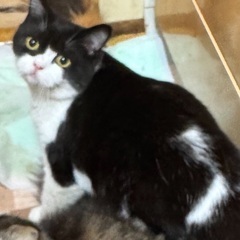 本日‼️４月６日(日)すみれペットクリニック様にて『 星 』様主催🐾保護猫の譲渡会(予約不用)を開催致します‼️🌸🐈‍⬛✨子猫５ヶ月〜成猫ちゃんまで🐾計11匹参加予定❣️❣️🌸🐈皆様のお越しを心よりお待ち致しております❣️🙇‍♀🍀✨ - 立川市
