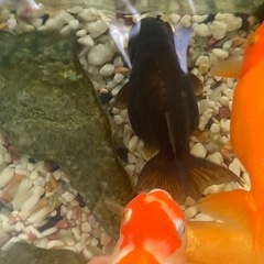 金魚　ハイブリッド蘭鋳