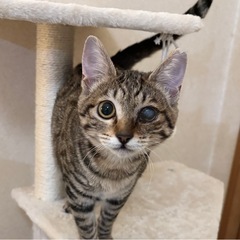 里親さん決定🐾まーちゃん♀4ヶ月☆片目だけでも元気いっぱい！