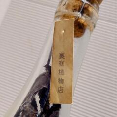 【レア商品】京都・三条 裏庭植物店 枯草瓶 ドライフラワーの画像