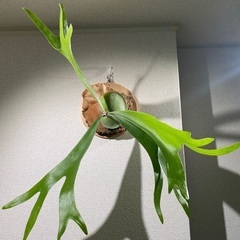 観葉植物ビカクシダ（お話し中）