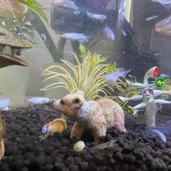 大人気‼️[メダカ・深海]珍しい青い綺麗なメダカ12匹⭐️Am⭕️zonの半額でかなりレアメダカが飼育できます⭐️おまけ付けます！の画像