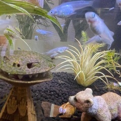 大人気‼️[メダカ・深海]珍しい青い綺麗なメダカ12匹⭐️Am⭕️zonの半額でかなりレアメダカが飼育できます⭐️おまけ付けます！の画像