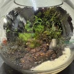 植物　ガラスボール　苔　趣味