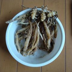 アルストロメリア球根　ひとかたまりの画像