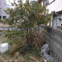 【無料】地植えきんかんの木