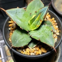 【値下げしました！】アガベ　ブラックアンドブルー実生株　多肉植物...