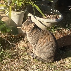 キジトラ　女の子 - 松江市