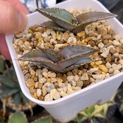 【残り1鉢値下げ！】アガベ　オテロイ実生株2株セット　多肉植物　...
