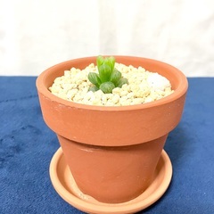 【終了】ハオルチア・オブツーサ（多肉植物）の画像