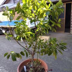 観葉植物  ゲッケィジュ (月桂樹 ) 高さ 1，5ｍの画像