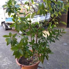 観葉植物  ゲッケィジュ (月桂樹 ) 高さ 1，5ｍの画像