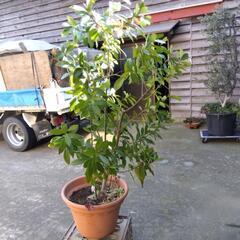 観葉植物  ゲッケィジュ (月桂樹 ) 高さ 1，5ｍ