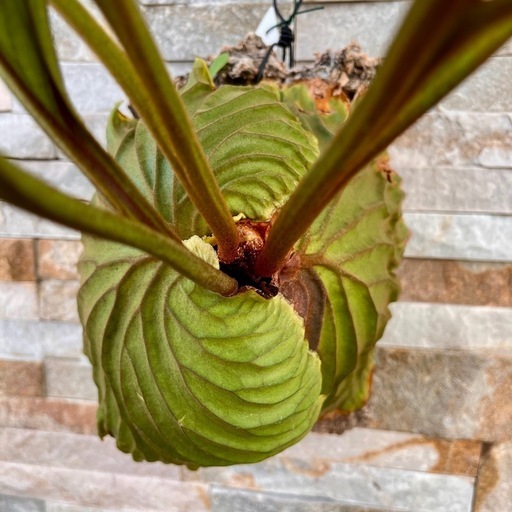 P.ridleyi wild_リドレイ ワイルド◇ ビカクシダの通販はau PAY 