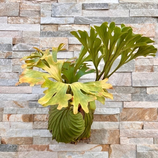 P.ridleyi wild_リドレイ ワイルド◆ ビカクシダ