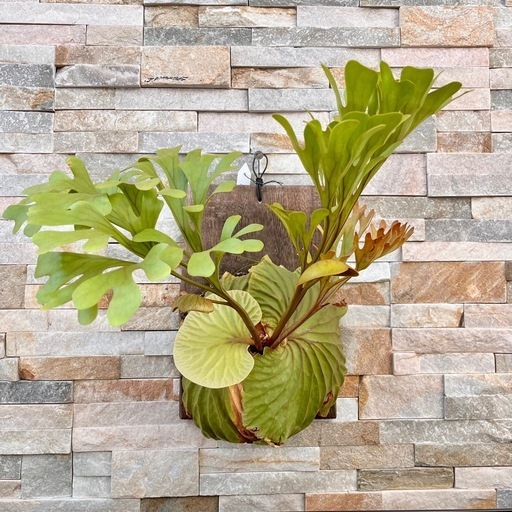 P.ridleyi wild_リドレイ ワイルド◆ ビカクシダ