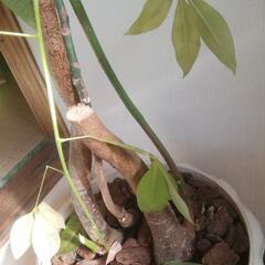 観葉植物至急引き取りをの画像