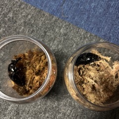 タランドゥスツヤクワガタ　ペア B品