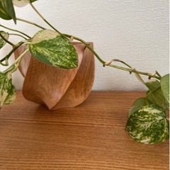 観葉植物貰ってください