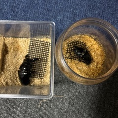 タランドゥスツヤクワガタ　ペア3