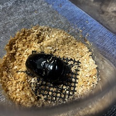 タランドゥスツヤクワガタ　ペア3の画像
