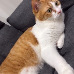 茶白 成猫