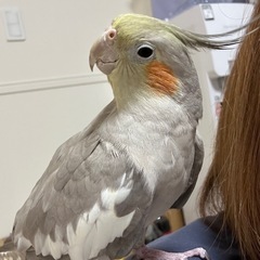 オカメインコ  メス