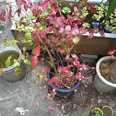 ピタンガ　二株