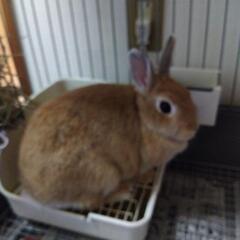 ネザーランドドワーフ
