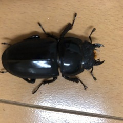 ダイオウヒラタ　新成虫メス　 の画像