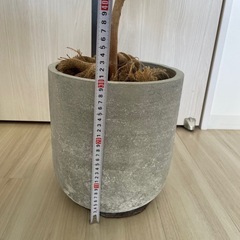 観葉植物(鉢付き)　　の画像