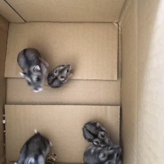 パウダーネズミ