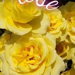 薔薇育てのバラ友🌹になって頂ける方