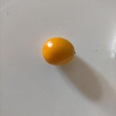 きんかん 金柑 食べ物 食品 お菓子 果物