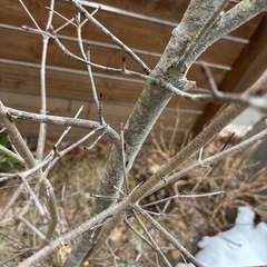 ヤマボウシ（外構•植栽•樹木）の画像