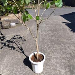 観葉植物  ウンベラ―タ  高さ 1，8mの画像