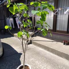 観葉植物  ウンベラ―タ  高さ 1，8mの画像