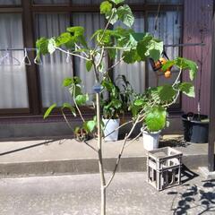 観葉植物  ウンベラ―タ  高さ 1，8mの画像