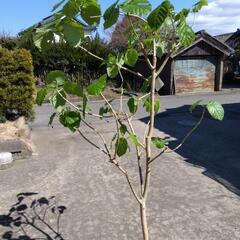 観葉植物  ウンベラ―タ  高さ 1，8m