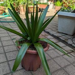シラー・ベルビアナ　大球根1鉢の画像