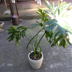 観葉植物  セロ―厶 (ヒトデ カズラ ) 高さ 1m   常緑低木の画像